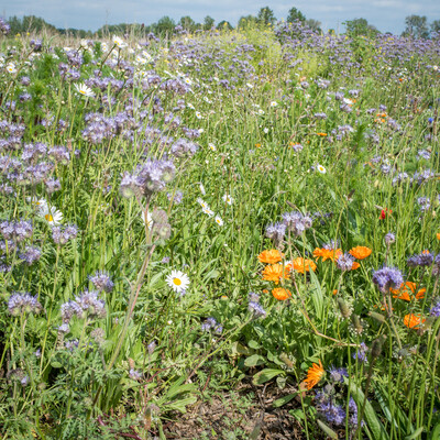 Blühstreifen neben einem Rübenacker bei Wunstorf, Ort der Unterzeichnung der Vereinbarung Der Niedersächsische Weg – Maßnahmenpaket für Natur-, Arten- und Gewässerschutz am 25.05.2020.